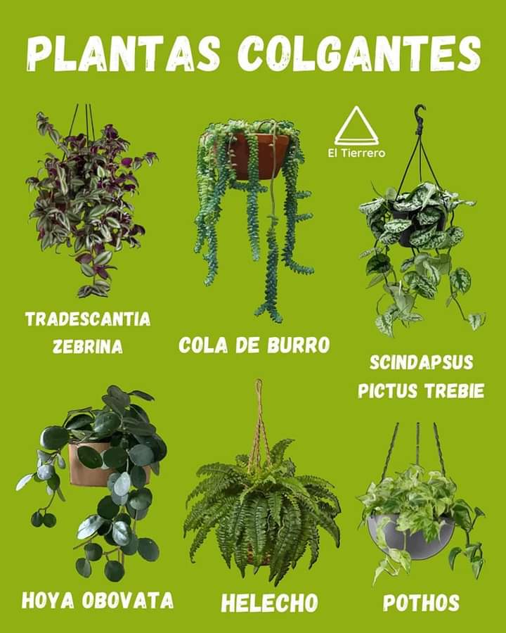 plantas, colgantes