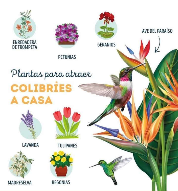 plantas, colibries