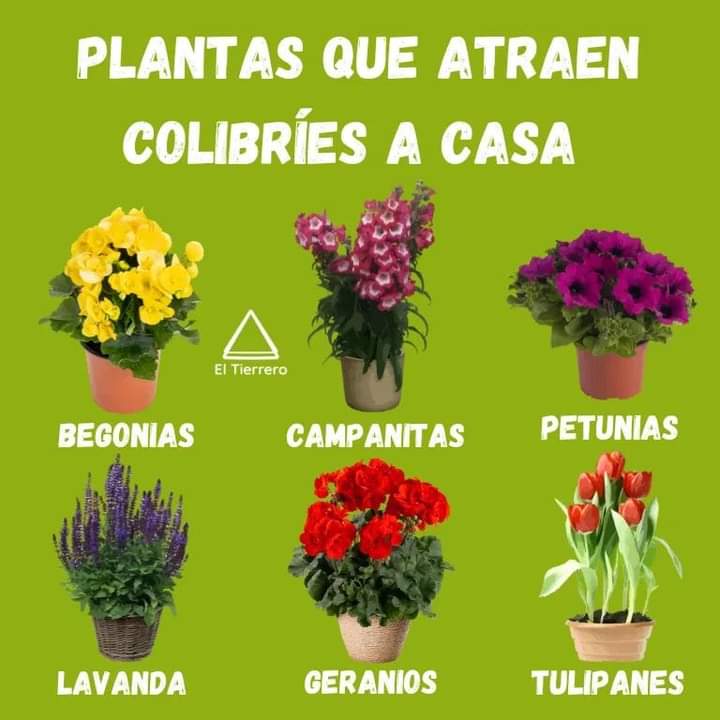 plantas, colibries