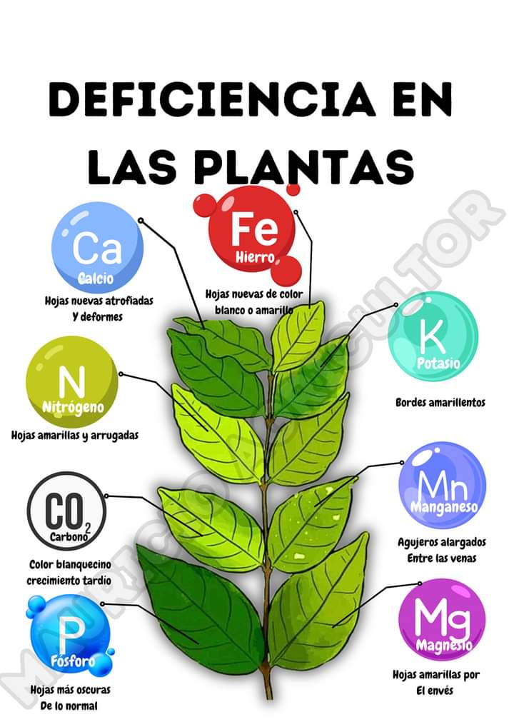 plantas, deficiencia