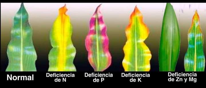 plantas, deficiencias