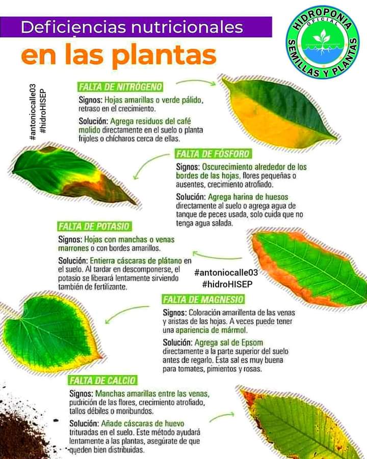 plantas, deficinencias, nutricionales