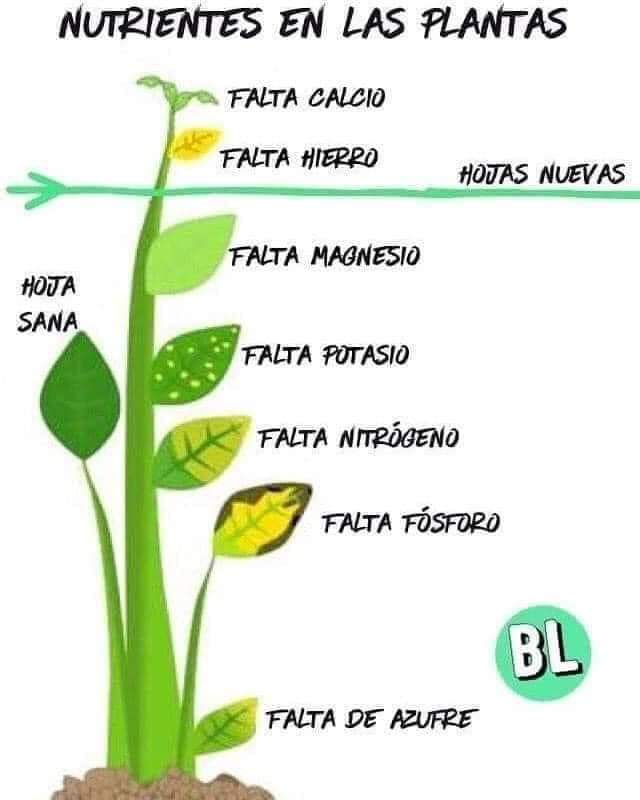plantas, falta, nutrientes