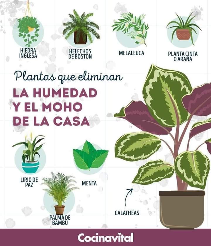 plantas, humedad