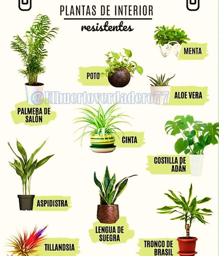 plantas, interior