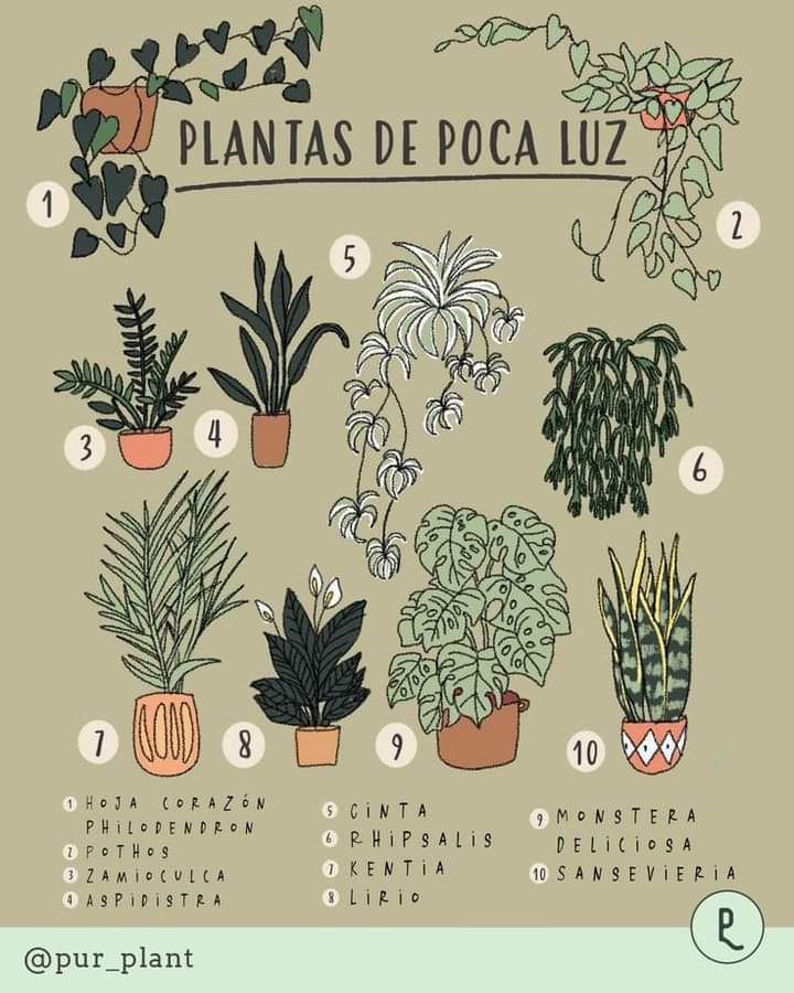 plantas, poca, luz