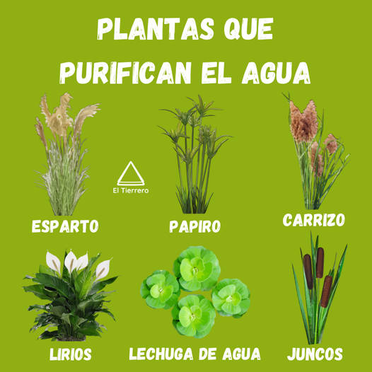 plantas, purificar