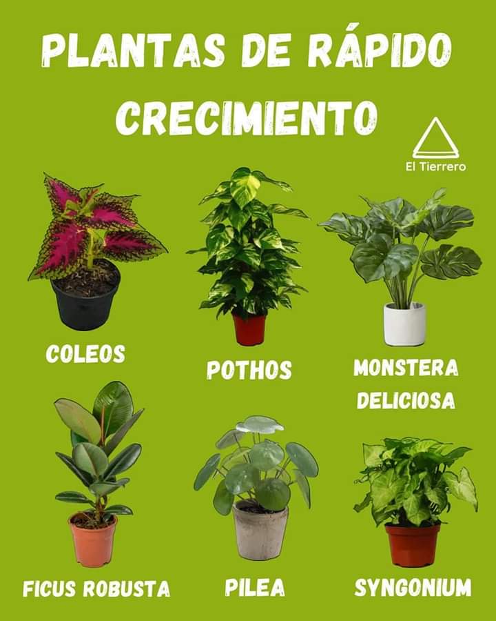 plantas, rapidas