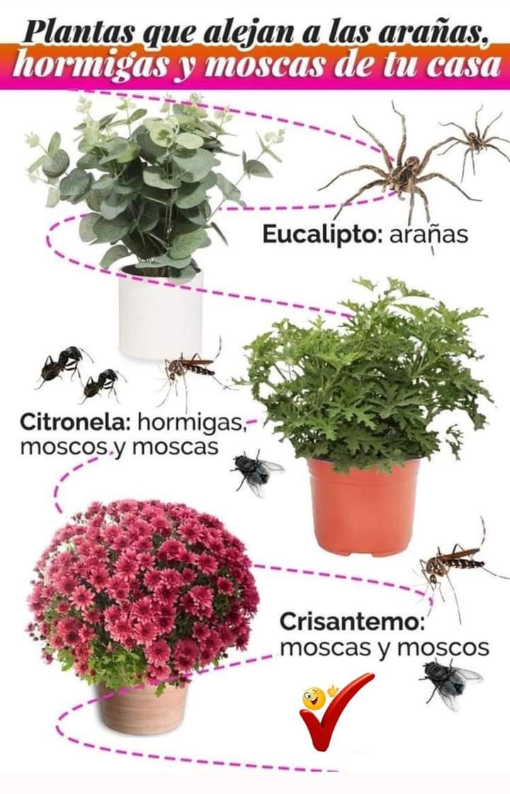 plantas, repelentes