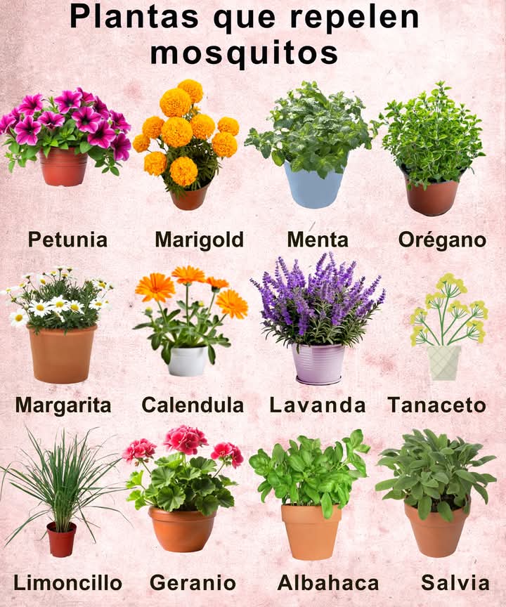 plantas, repelentes, mosquitos