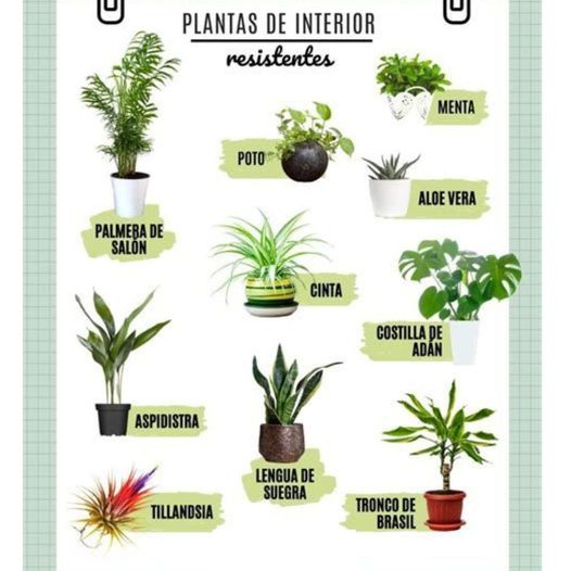 plantas, resistentes