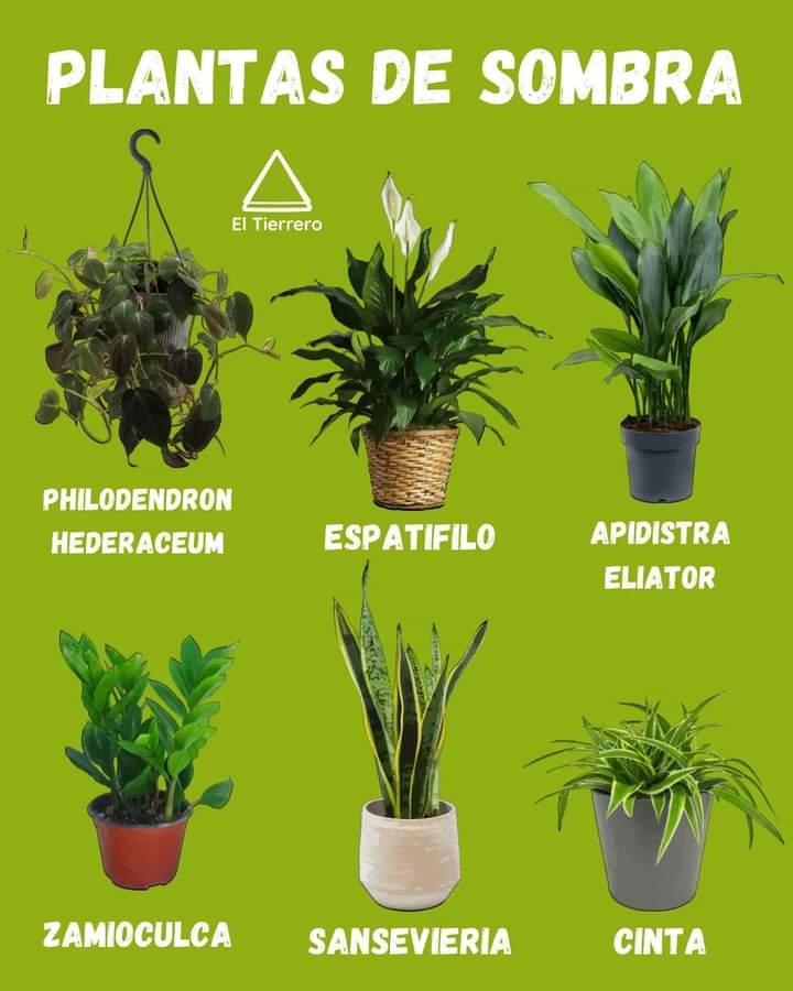 plantas, sombra