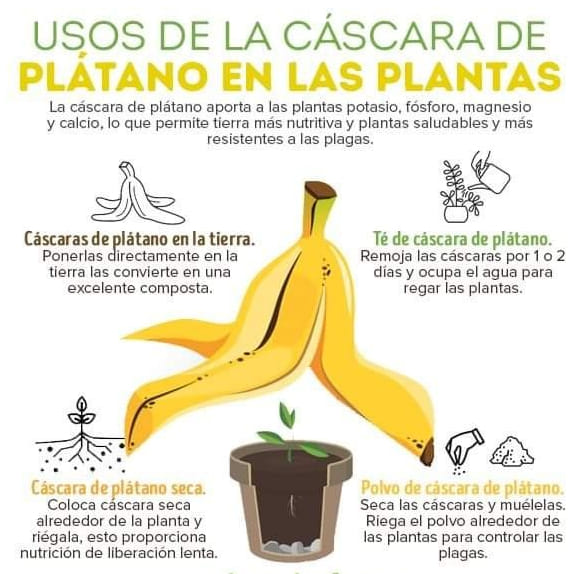 platano, cascara