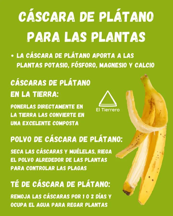 platano, cascara