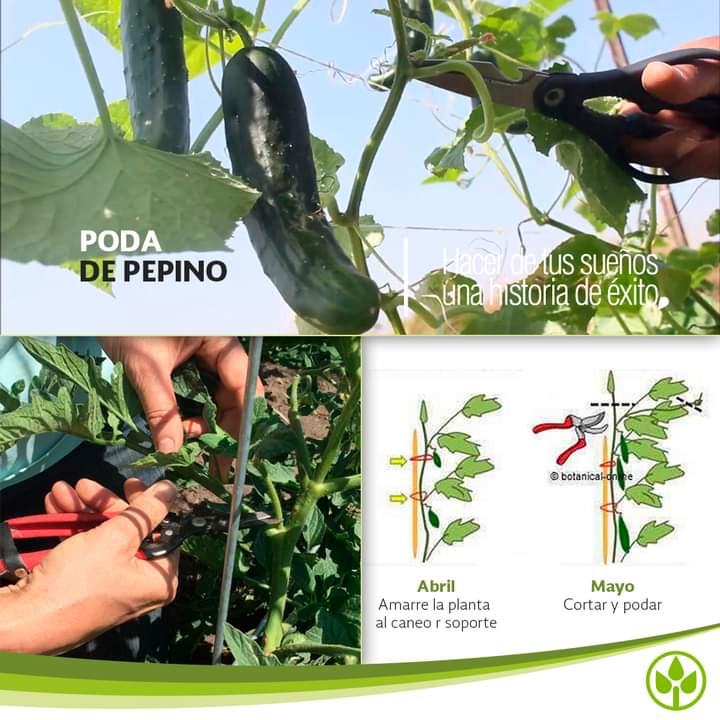 poda, pepino