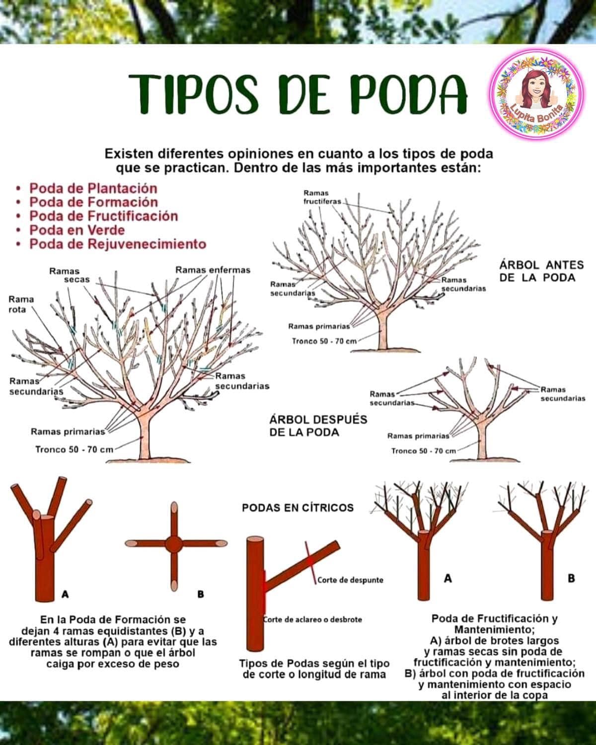 poda, tipos