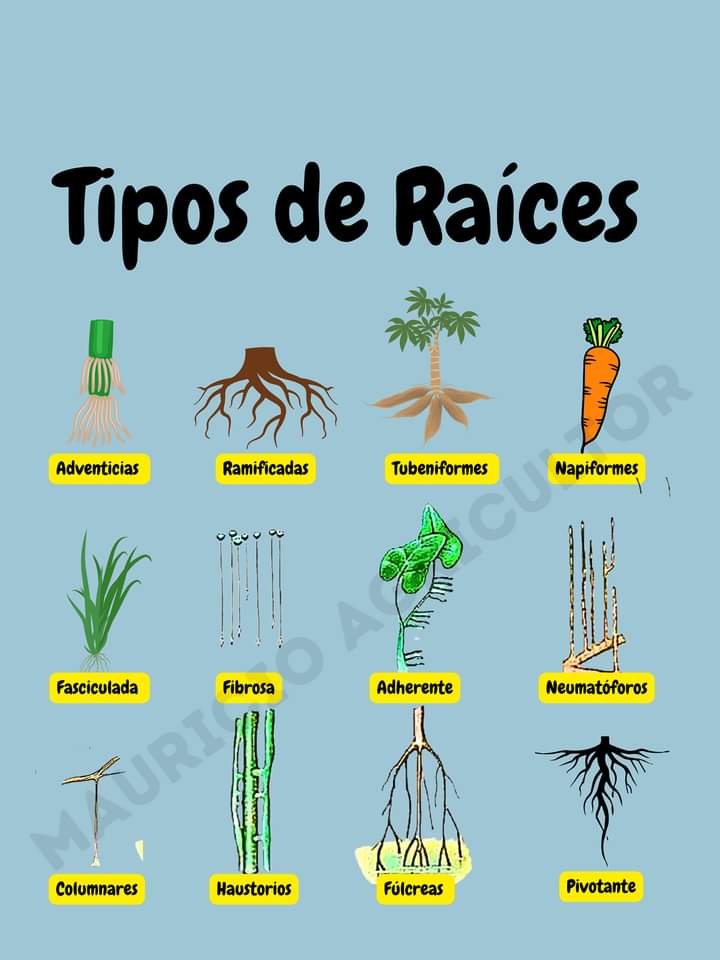 raices, tipos