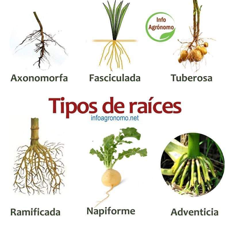 raices, tipos