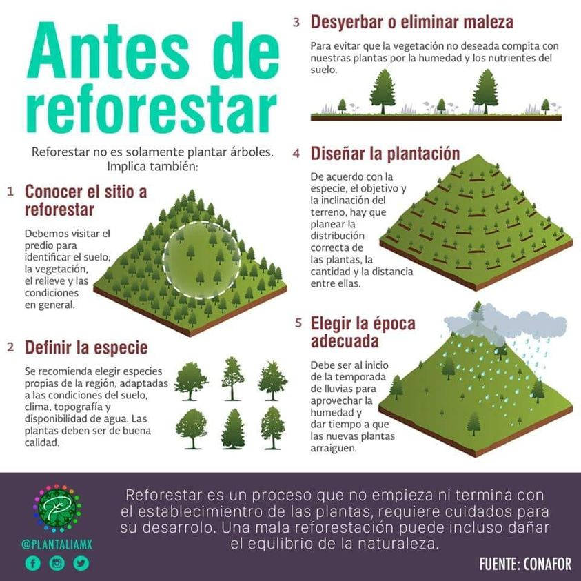 reforestar