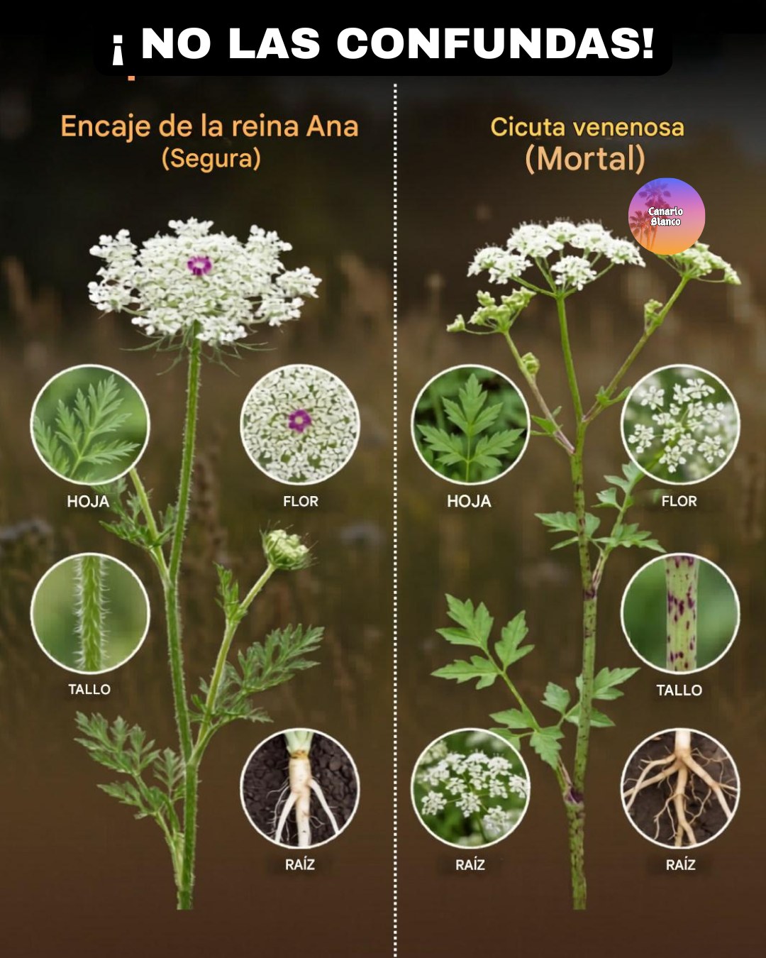 reina, ana, cicuta, venenosa