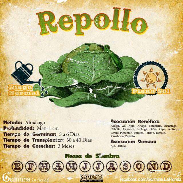 repollo