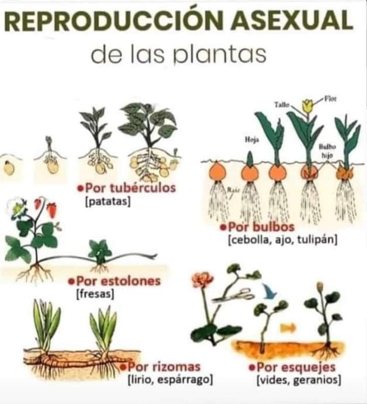 reproduccion, asexual, plantas