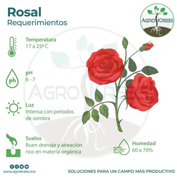 rosal