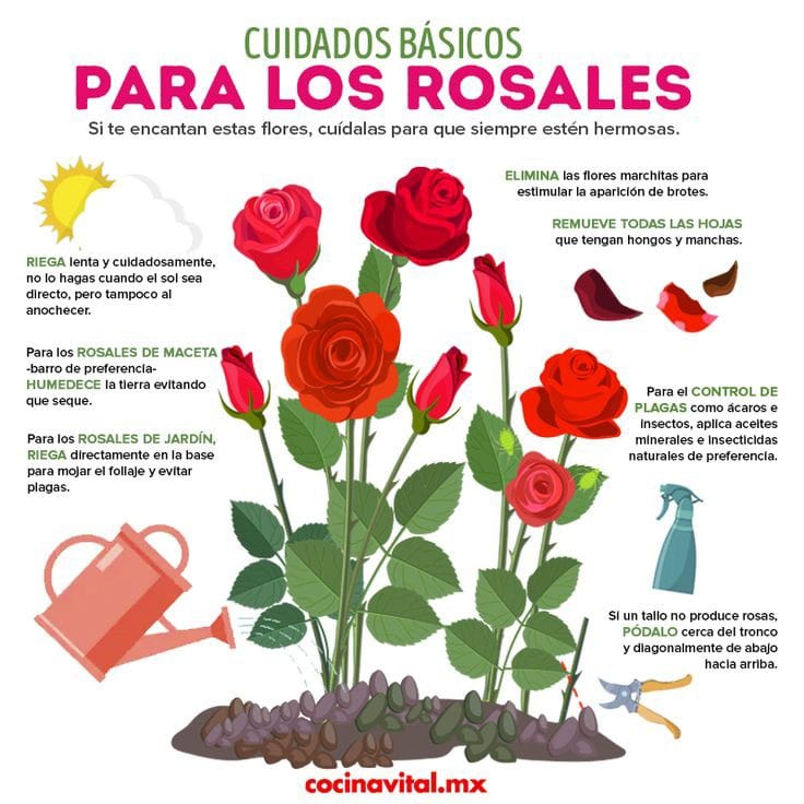 rosales, cuidados