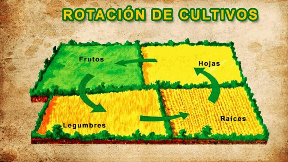 rotacion, cultivos