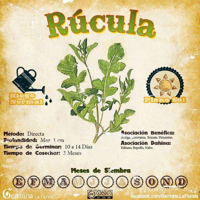 rucula