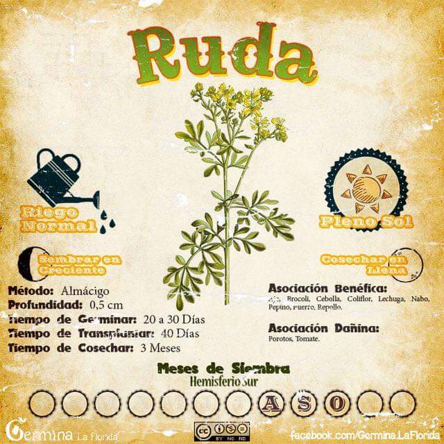 ruda