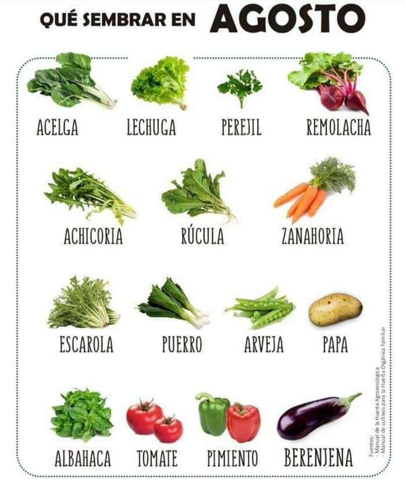 sembrar, agosto