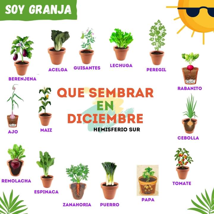 sembrar, diciembre