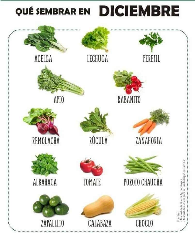 sembrar, diciembre