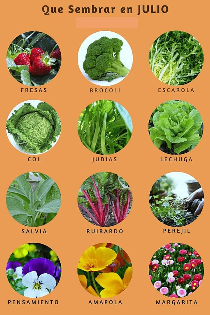 sembrar, julio