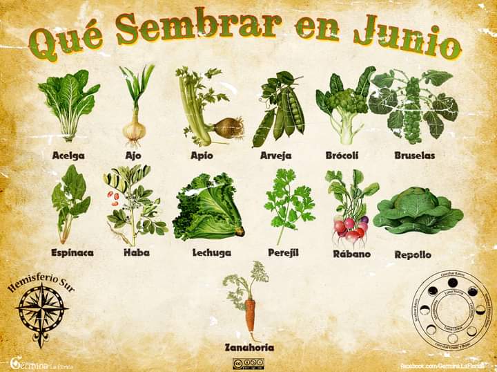sembrar, junio