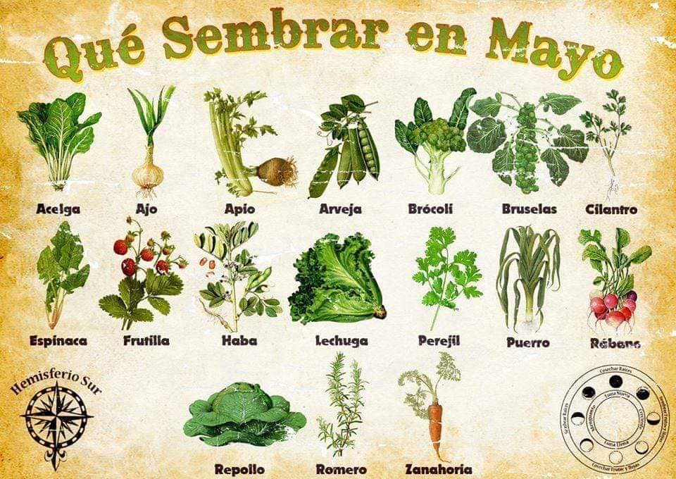 sembrar, mayo