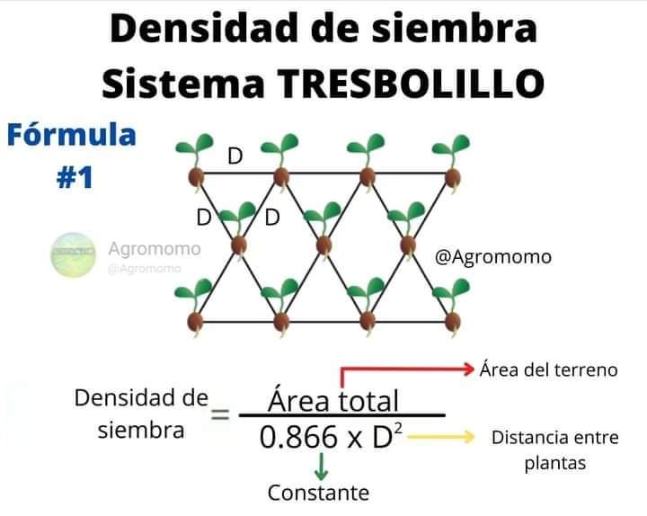 siembra, densidad