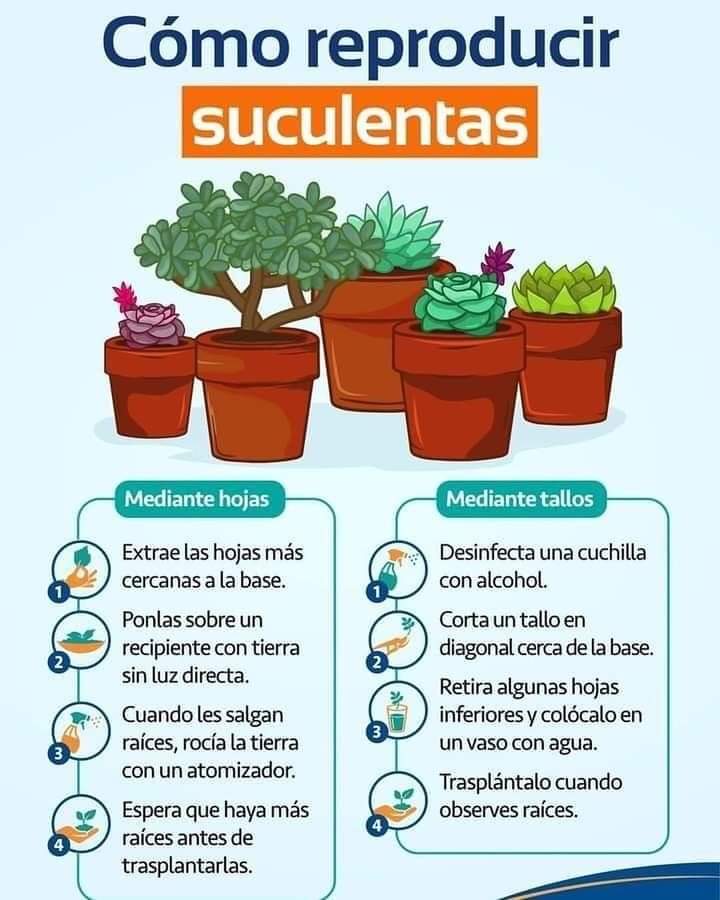 suculentas