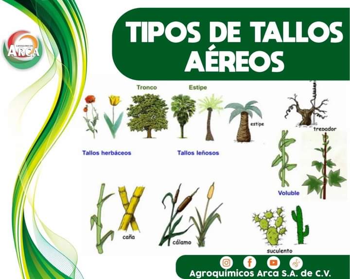 tallos, aereos