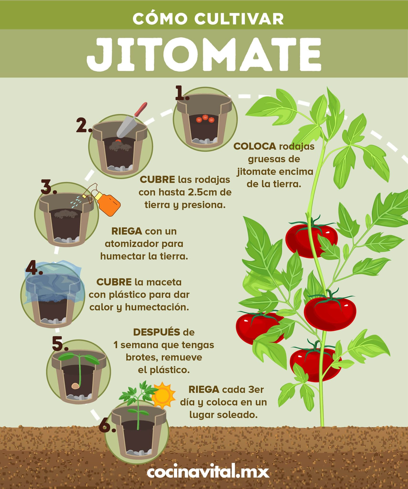 tomate