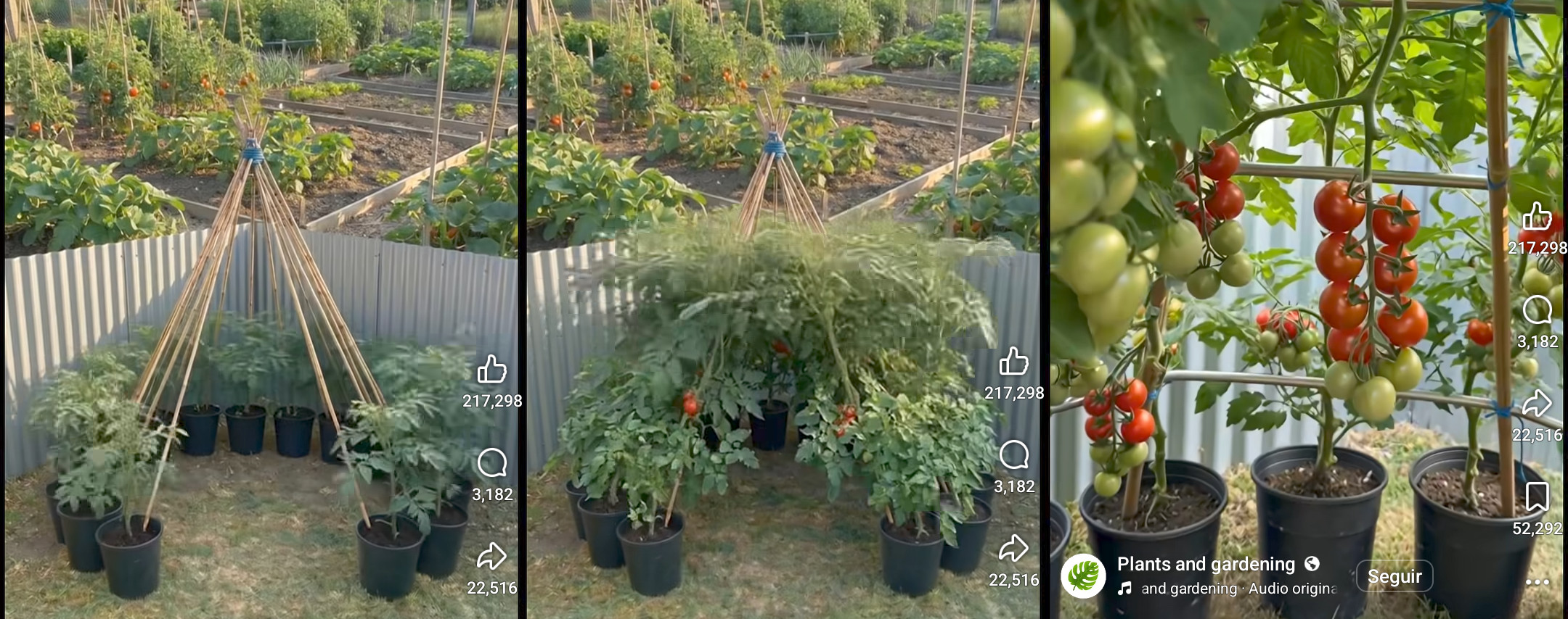 tomate, piramide