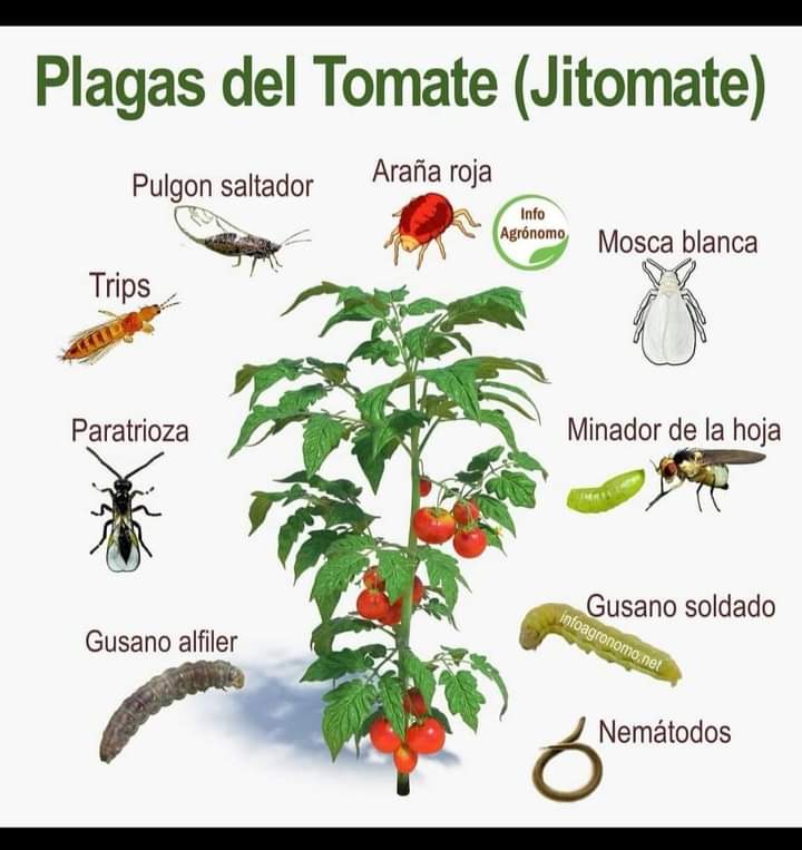 tomate, plagas