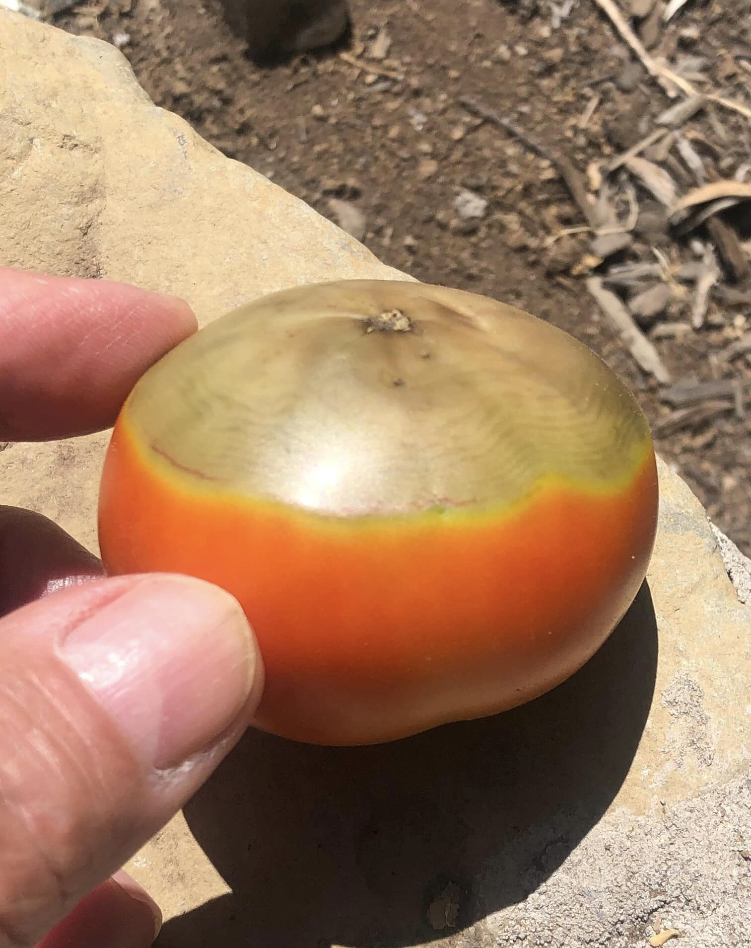 tomate, sin, calcio, cascara, huevo