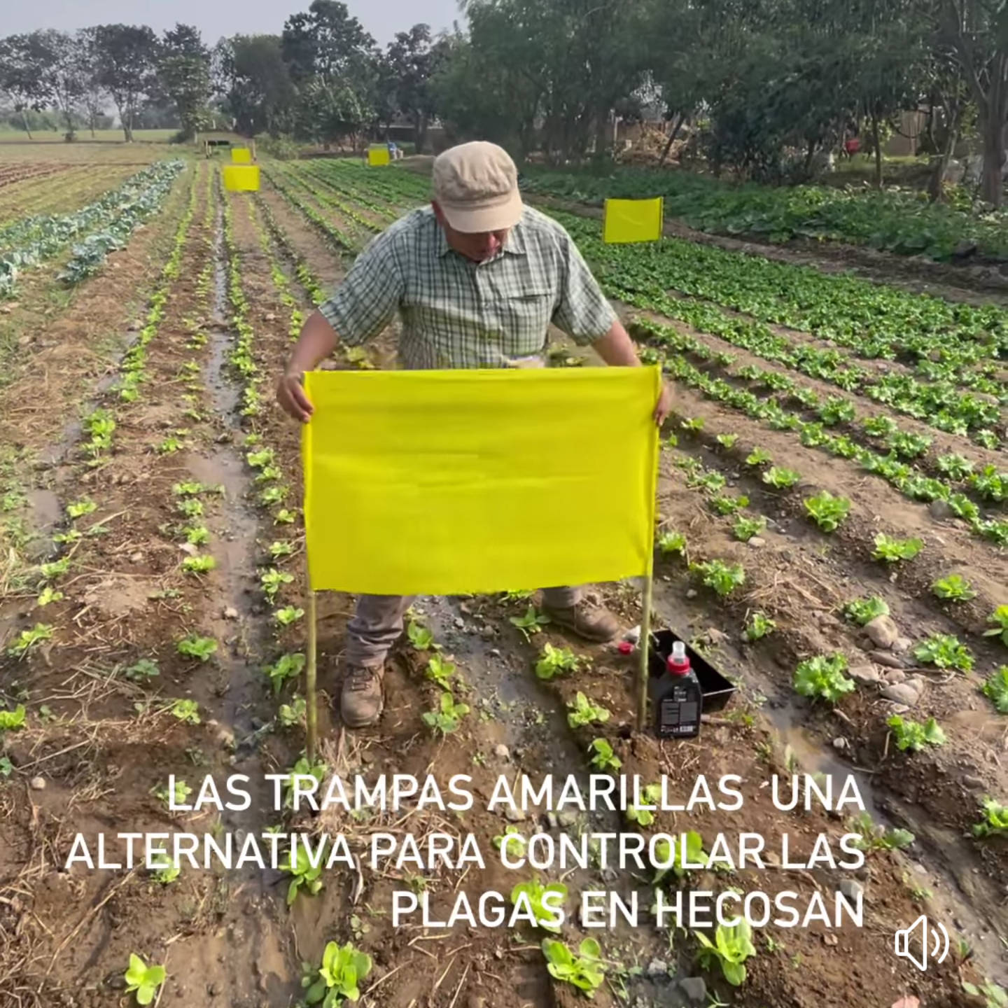 trampas, amarillas