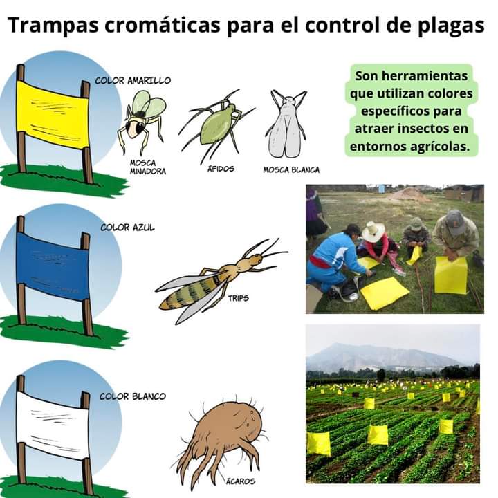 trampas, cromaticas, plagas
