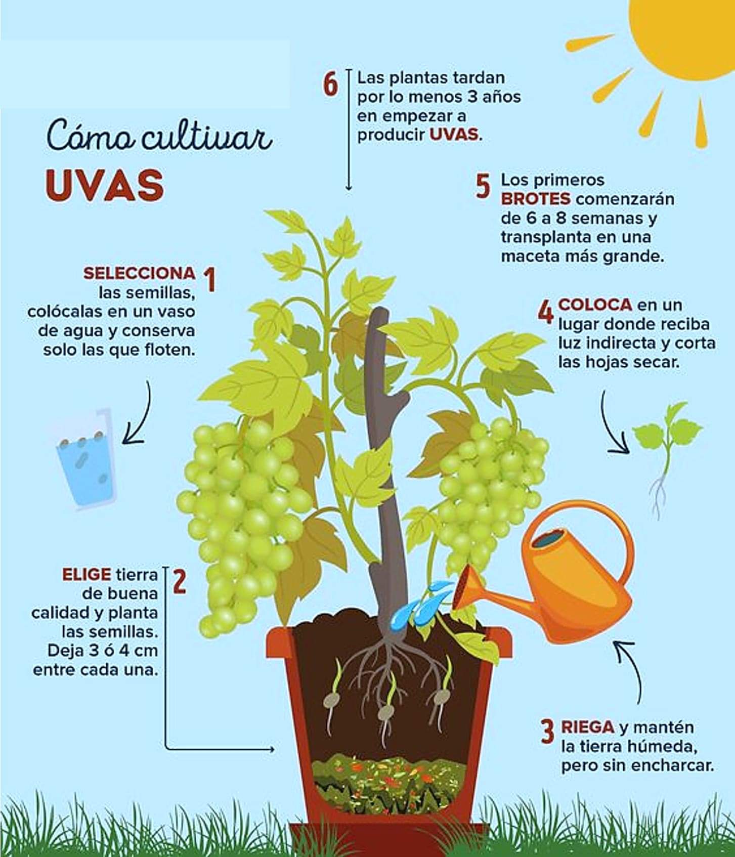uvas