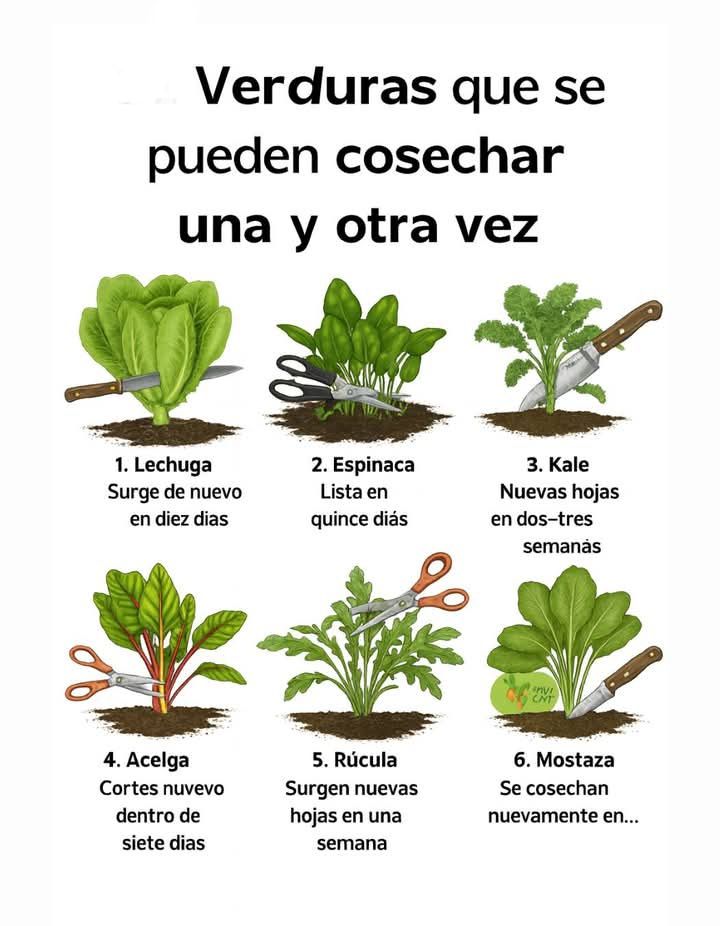 verduras, corte, continuo