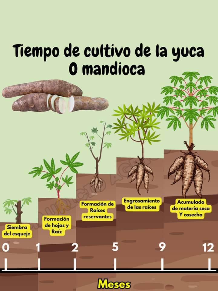 yuca