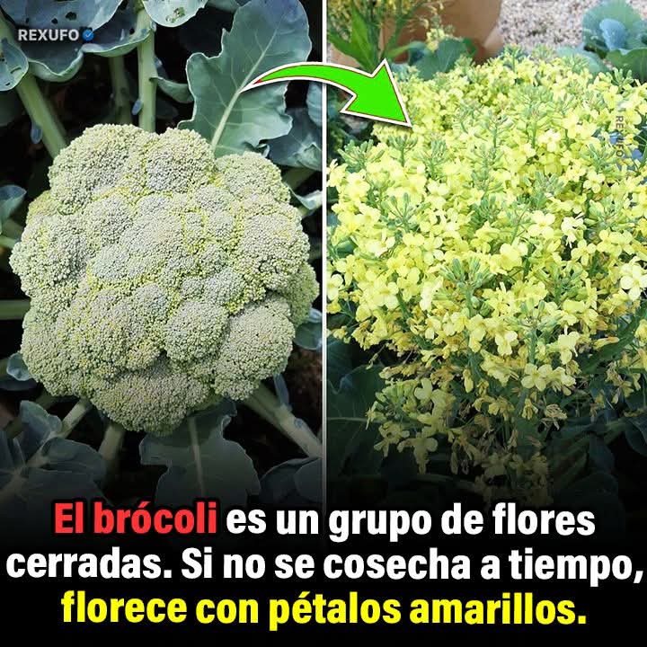 brocoli